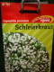 Schleierkraut Gypsophila paniculata, wei