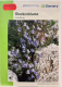 Glockenblume Zwerg Glockenblume Campanula cochleariifolia