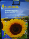Sonnenblume Sunrich Orange Helianthus anuus