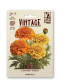 Studentenblume Tagetes Retro Tagetes erecta