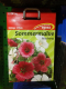 Sommermalve Mischung Malope trifida