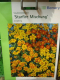 Studentenblume  Starfire  Tagetes tenuifolia