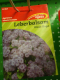 Leberbalsam  Blaue Kugel  Ageratum houstoniaum