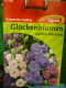 Glockenblume, Marienglockenblume Campanula medium Gefllte