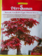 Fcherahorn zur Bonsai Zucht Acer palmatum atropurpureum