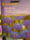 Kornblume  Blauer Junge  Centaurea cyanus