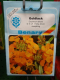 Goldlack Cheiranthus cheiri (Erysimum allionii), rein orange