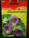 Glockenrebe Cobea scandens