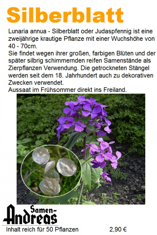 Silberblatt Lunaria annua 50 Samen 