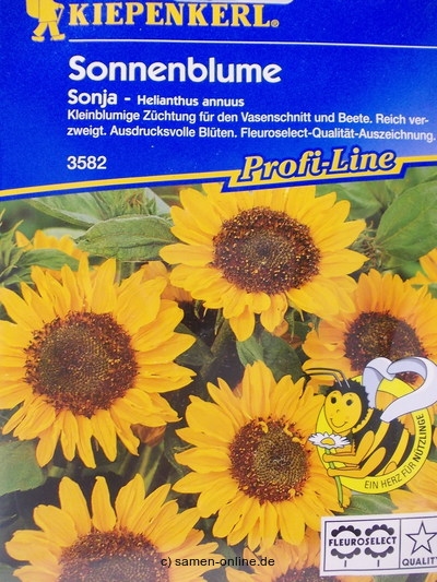 Sonnenblume Sonja - Helianthus annuus