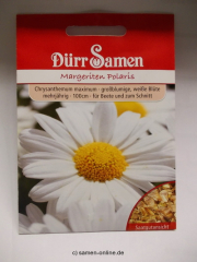 Margeriten Polaris Chrysanthemum maximum