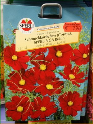 Schmuckkrbchen  Sperlings red rubin  Cosmos bipinnatus