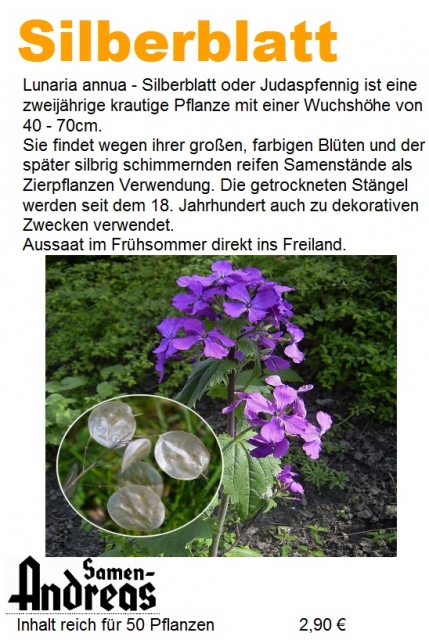 Silberblatt, Lunaria annnua