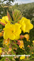 Nachtkerze Oenothera biennis