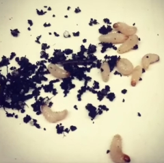 Nematop Kferstopp Fangbrett fr 6 lfd. Meter gegen Dickmaulrssler