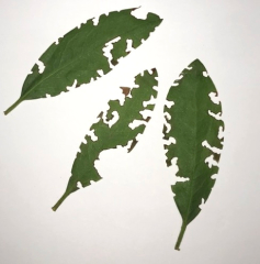 Nematop Kferstopp Fangbrett fr 6 lfd. Meter gegen Dickmaulrssler