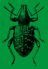 Nematop Kferstopp Fangbrett fr 6 lfd. Meter gegen Dickmaulrssler