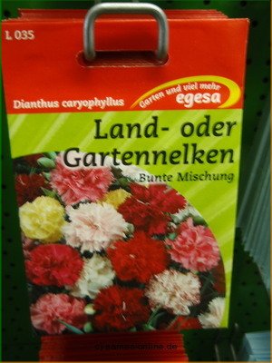 Land oder Gartennelke Bunte Mischung Dianthus caryphyllos,