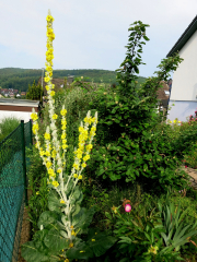 Grobltige Knigskerze Verbascum densiflorum