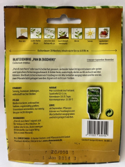 Zichorie, Blattzichorie Pan di Zucchero Zuckerhut