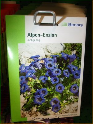 Alpenenzian Gentiana acaulis,