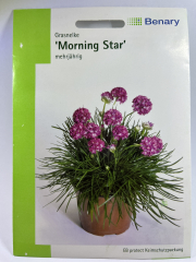 Grasnelke Morning Star Deep Rose mehrjährig - Armeria maritima