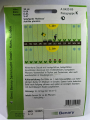 Schafgarbe Noblessa - Achillea ptarmica