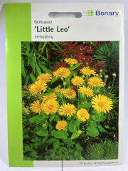 Gemswurz Little Leo  - Doronicum orientale