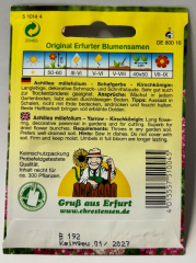 Schafgarbe - Kirschknigin - Achiliea millefolium