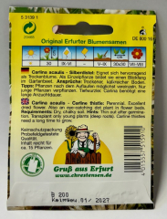 Silberdistel - Carlina acaulis