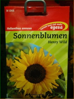 Sonnenblume  Henry Wild  Helianthus annuus