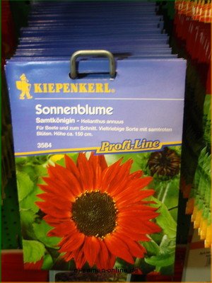 Sonnenblume  Samtkönigin  Helianthus annuus
