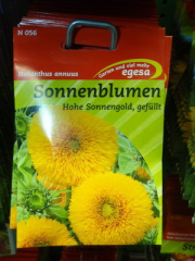 Sonnenblume  Hohe Sonnengold  Helianthus annuus,