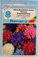Astern Strau�enfeder Aster Benarys Prachtmischung Callistephus chinensis