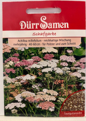 Schafgarbe pastellfarben Achillea millefolium