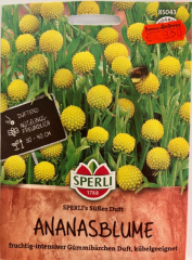 Ananasblume Cephalophora aromatica