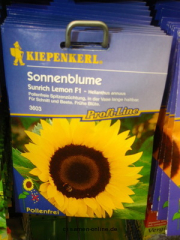 Sonnenblume Sunrich Lemon Helianthus anuus