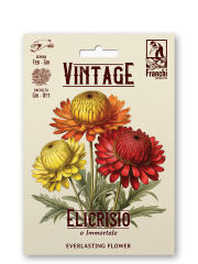 Strohblume Retro Immortelle Xerochrysum bracteatum