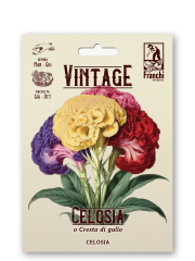 Hahnenkamm Retro Colosia cristata