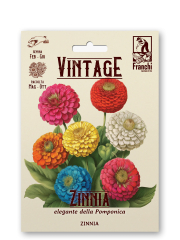 Zinnie Retro Zinnia elegans
