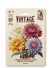 Prinzess Astern Retro Callistephus sinensis