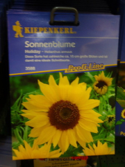 Sonnenblume  Holiday  Helianthus annuus,