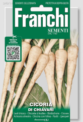 Zichorienwurzel Chicor�e "Radice Di Chiavari"