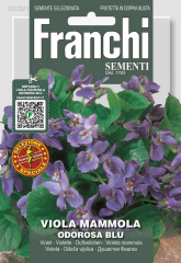 Duftveilchen Viola odorata