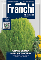 Sommerzypresse Kochia