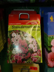 Staudenwicke Lathyrus latifolius