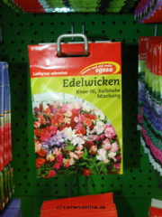 Edelwicke  Knee-Hi  Lathyrus (Kleiner Liebling)