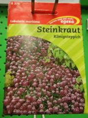 Steinkraut  Knigsteppich  Lobularia maritima,