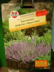 Katzenminze Nepeta faassenii