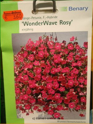 Petunie Hngepetunie  Rosy Wave  Petunia fortunia